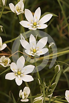 Vertical close-up on the bright white flowers of the garden star-of-Bethlehem grass-lily, Ornithogalum umbellatum