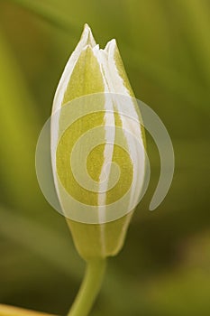 Vertical close-up on a closed white flower of the garden star-of-Bethlehem grass-lily, Ornithogalum umbellatum