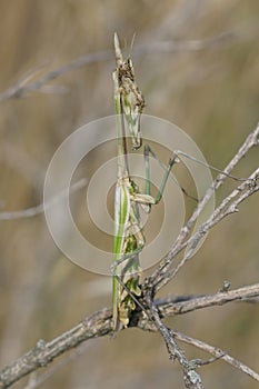 Vertical close up on the conehead mantis, Empusa pennata