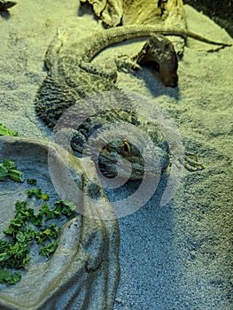 Vertical close-up of a curious lizard looking directly at the camera