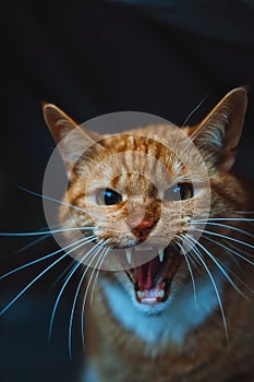 Vertical close-up of a domestic ginger cat