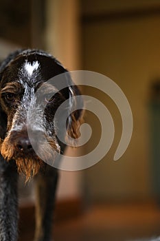 Vertical close-up of a Drathaar dog (German deutsch drahthaar)