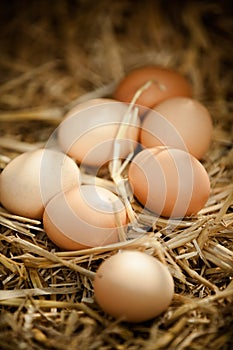 Vertical close-up of fresh brown eggs on straw