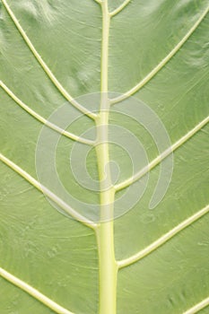 Vertical Close-Up of Giant Taro Leaf. ElephantÃ¢â¬â¢s-ears. Alocasia Macrorrhizos. Big Green Leaves