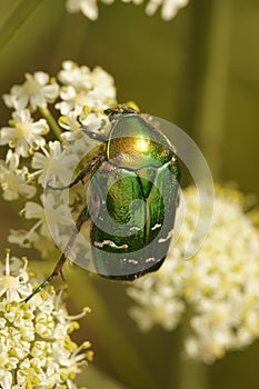 Vertical close up on the green metallic Rose Chafer, Cetonia aurata, sitting on a white flower