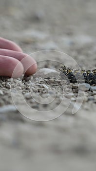 Vertical Close up of hand of a person and fuzzy black caterpillar against rocky ground