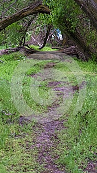 Vertical CLose up of a hking trail in the forest with green grasses and huge trees