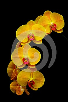 Vertical close up of hybrid yellow phalaenopsis orchids