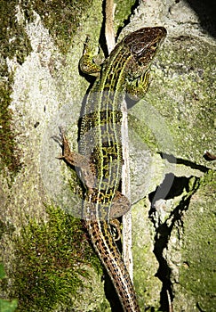 Green lizard on a stone close-up