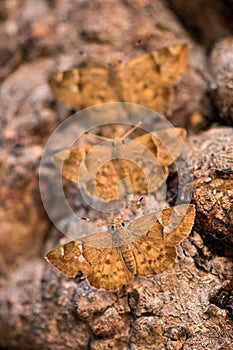 A vertical close up macro photograph of three brown moths