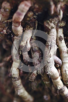 Vertical Close up macro of twisted gnarly roots of a pygmy date palm tree in Florida