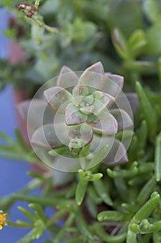 Vertical close up macro wallpaper shot of a beautiful small isolated pink sedum sandra mottram or sedum rubrotinctum succulent