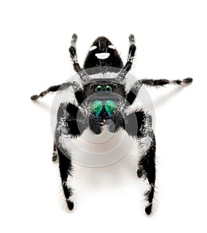 Vertical close-up of a male regal jumping spider, Phiddipus regius, isolated cECP 2018