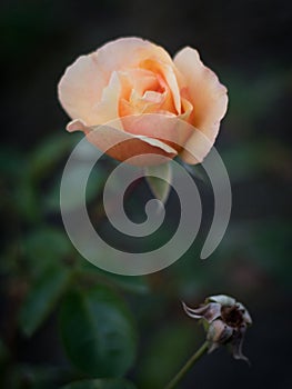 Vertical close up of misterious orange rose.