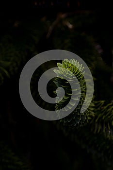 Vertical close-up of Monkey Puzzle tree branches