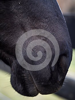 Vertical close up of nostrils and lips of a Hannoverian horse