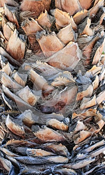 Vertical Close-up of Palm Tree Trunk