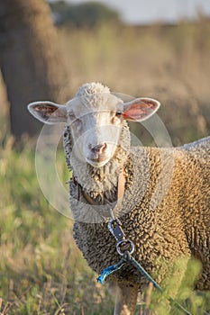 Close-up of cute white ewe on leash looking directly at camera. Curious sheep with friendly face. Shallow depth of field