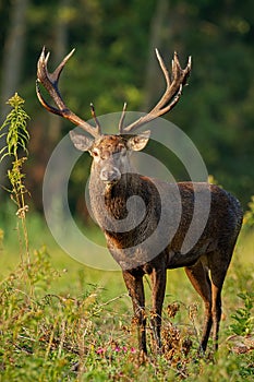 Vertical close-up of red deer stag standing on a glade in the floodplain forest in daylight
