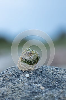 Vertical close-up of a seashell covered in sand and algae on a rock