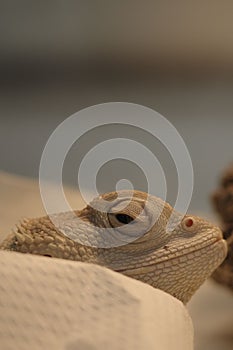 Vertical close-up shot of a Chameleons (Chamaeleonidae) looking aside photo