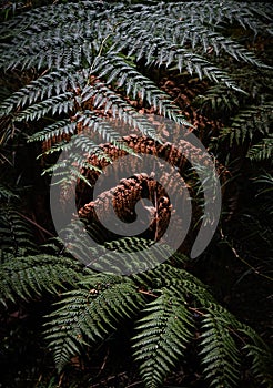 Vertical close-up shot of fern leaves in a forest photo