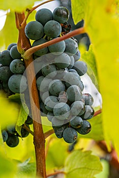 Vertical close-up shot of a grape cluster growing on a vineyard