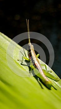 vertical close-up shot of a green, short horned gaudy grasshopper