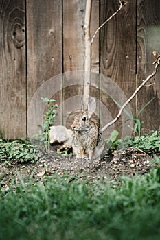 Vertical close-up shot of a hare in a garden