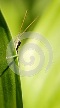 a green, short horned gaudy grasshopper hiding behind a leaf