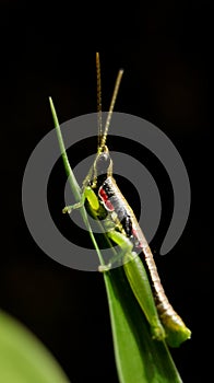 vertical close-up shot of a short horned gaudy grasshopper