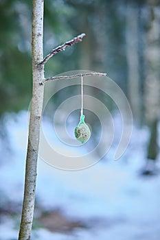 Vertical close-up shot of a tallow ball on a snow-dusted, barren tree branch