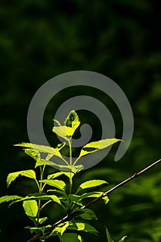 Vertical close-up shot of a tree leaves in the sunset