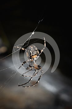 Vertical close-up of a spider (Araneae) walking on its own web