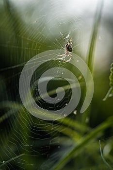 Vertical close-up of a spider (Araneae) walking on its own web in late summer photo