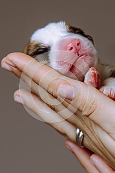 Vertical close up tiny newborn puppy of Welsh corgi dog sleep on cropped woman hands on gray studio background. 2 days
