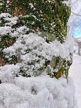 Vertical Close-up of Tree Bark with Moss and Snow in Winter