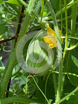 Vertical close-up of an unripe cantaloupe (rockmelon) an orange-fleshed melon in a garden