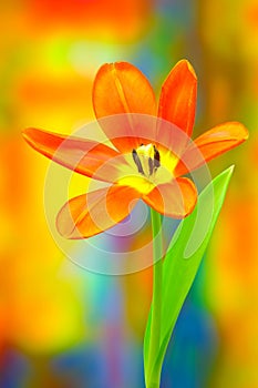 Vertical close up of a vibrant orange calypso tulip against colorful background