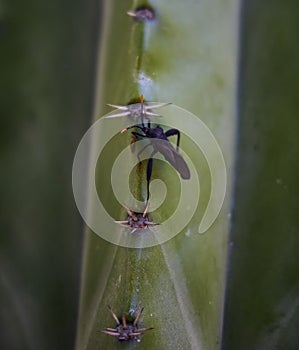 Vertical close-up view of an Acanthocephala terminalis bug on the cactus plant