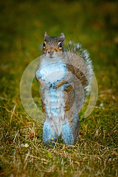 Vertical close-up view of an Eastern gray squirrel standing on the grass