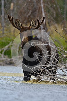 Vertical close-up view of a moose standing in the water of a forest