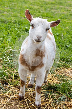 Vertical close-up view of a Nigerian Dwarf goat in the field