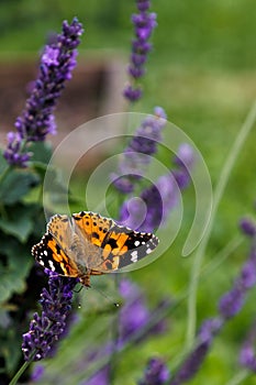 Vertical close-up view of a painted lady butterfly on the English lavender