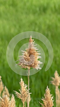 Vertical Close up view of tall brown grasses against a vibrant green field on a sunny day