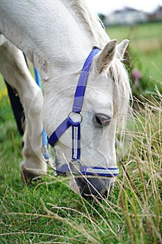 Vertical close-up view of a welsh pony head wearing a noseband while grazing
