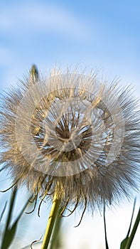 Vertical Close up of a white dandelion against green grasses and blurred sky background