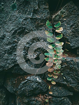 Vertical closeup of an Adiantum philippense, a walking maidenhair fern. photo