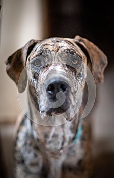 Vertical closeup of an adorable Catahoula Leopard dog at home