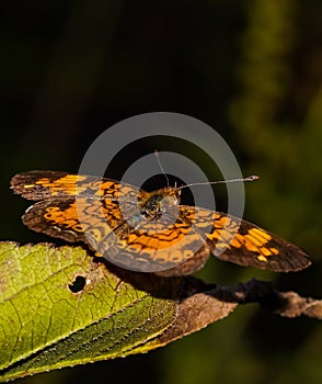 Vertical closeup of adorable orange and brown Pearl crescent butterfly on green leaf